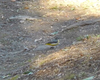 2021年12月26日(日) 川越市の野鳥観察記録