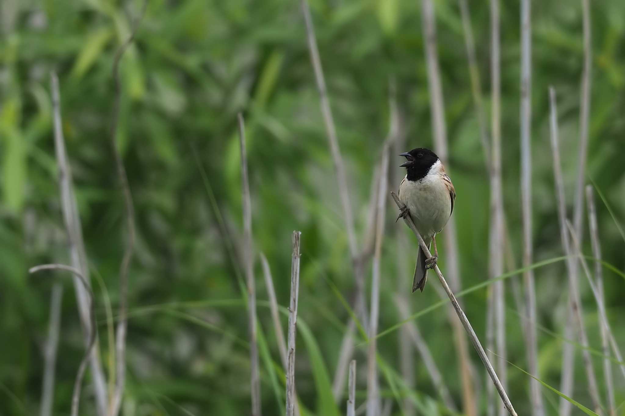 Photo of Ochre-rumped Bunting at  by エナガ好き