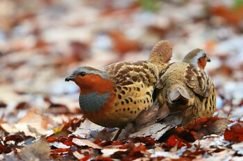 Chinese Bamboo Partridge Unknown Spots Sun, 12/26/2021