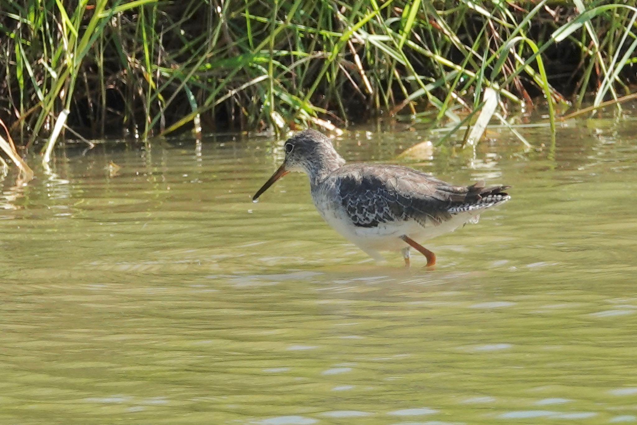 Common Redshank