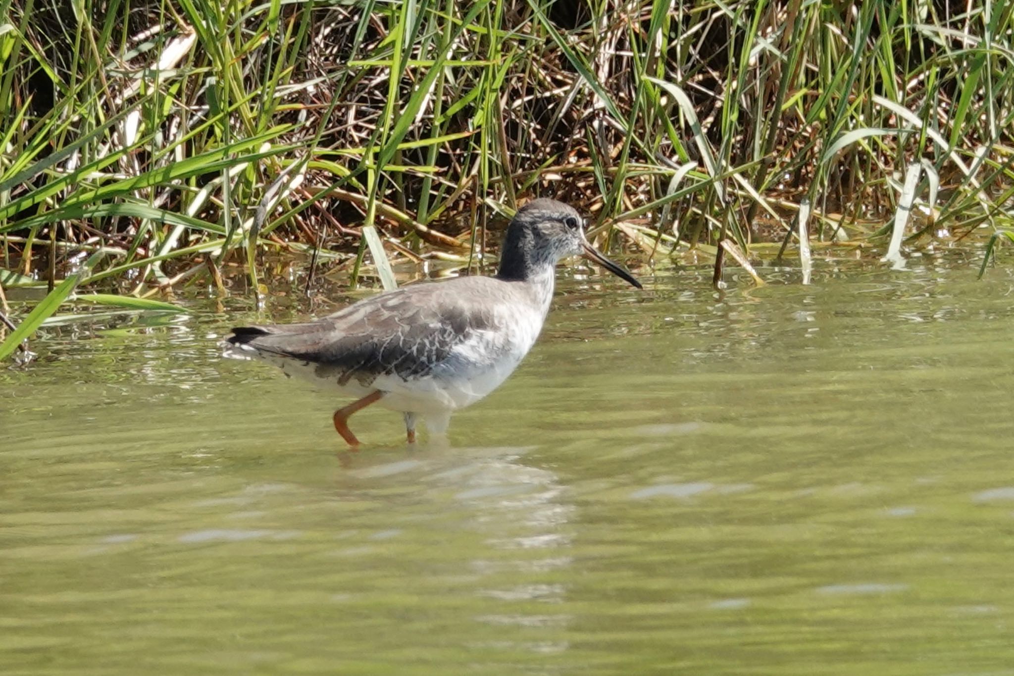 Common Redshank