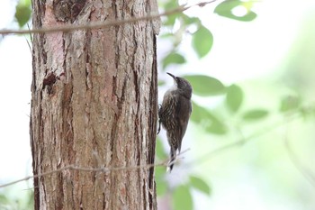 ノドジロキノボリ Royal National Park 2017年2月11日(土)