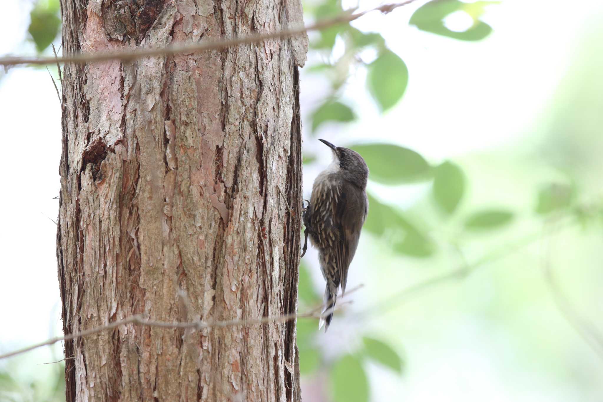 Photo of White-throated Treecreeper at Royal National Park by Trio