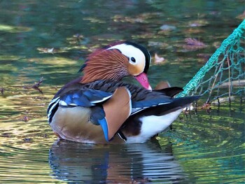 Mandarin Duck Machida Yakushiike Park Sun, 12/26/2021