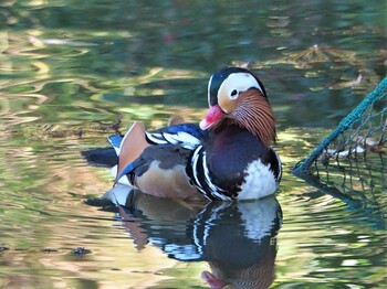 Mandarin Duck Machida Yakushiike Park Sun, 12/26/2021