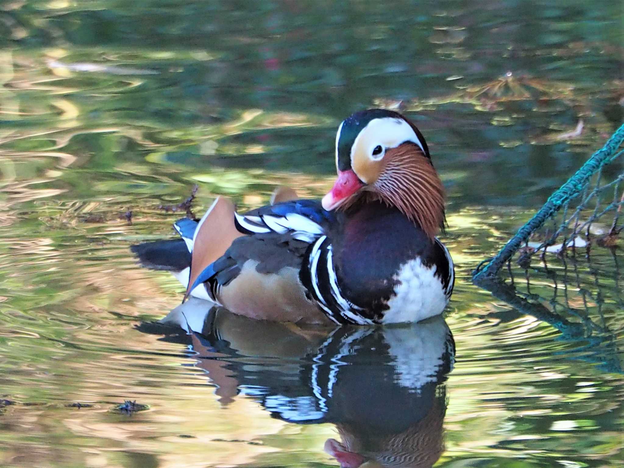 Photo of Mandarin Duck at Machida Yakushiike Park by まめカメラ