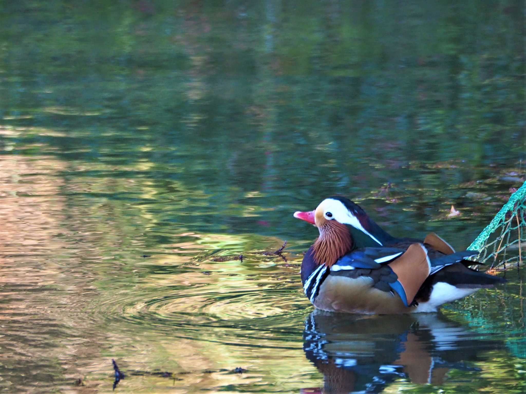 Photo of Mandarin Duck at Machida Yakushiike Park by まめカメラ