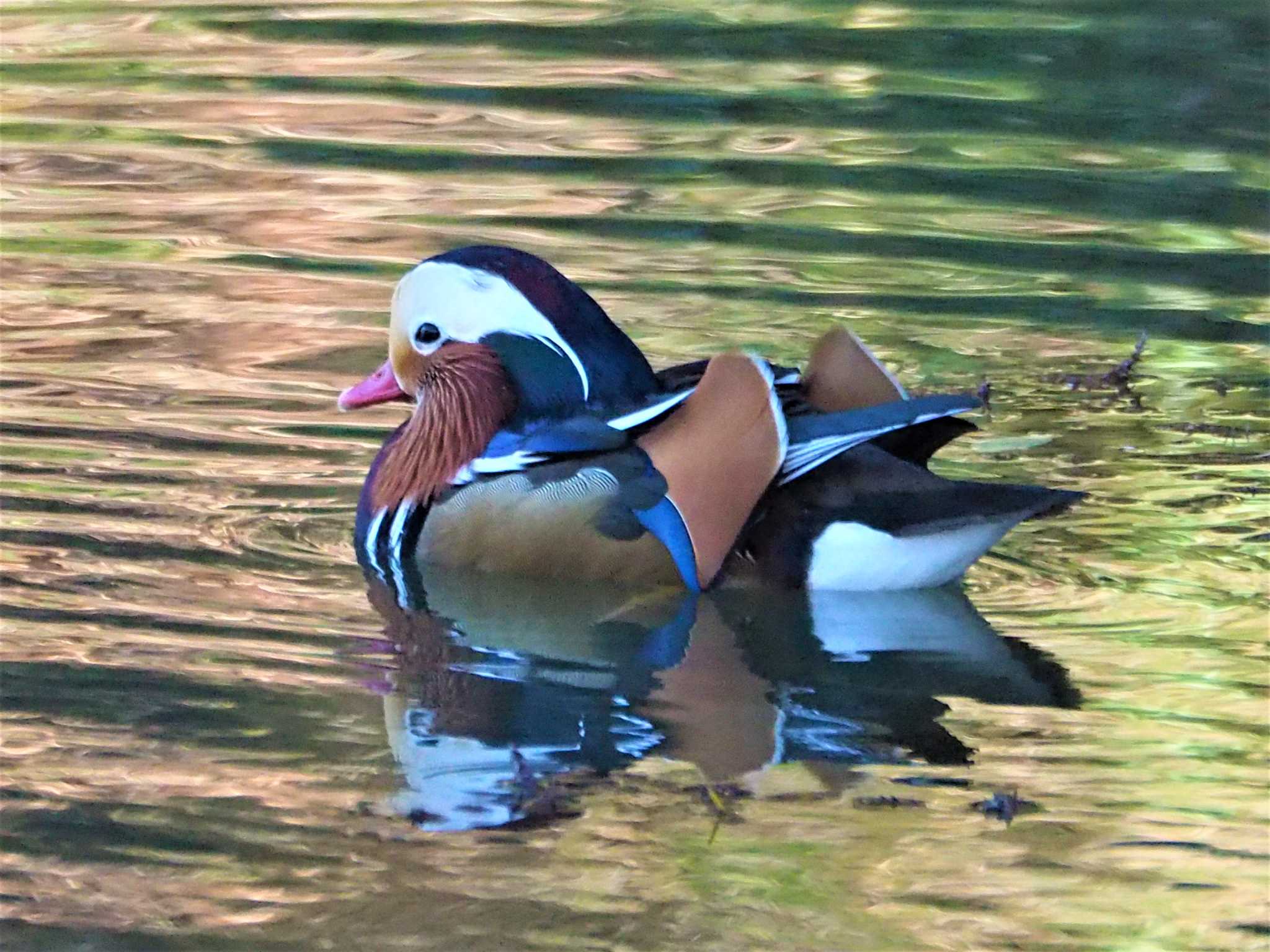 Photo of Mandarin Duck at Machida Yakushiike Park by まめカメラ