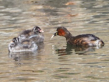 Little Grebe Machida Yakushiike Park Sun, 12/26/2021