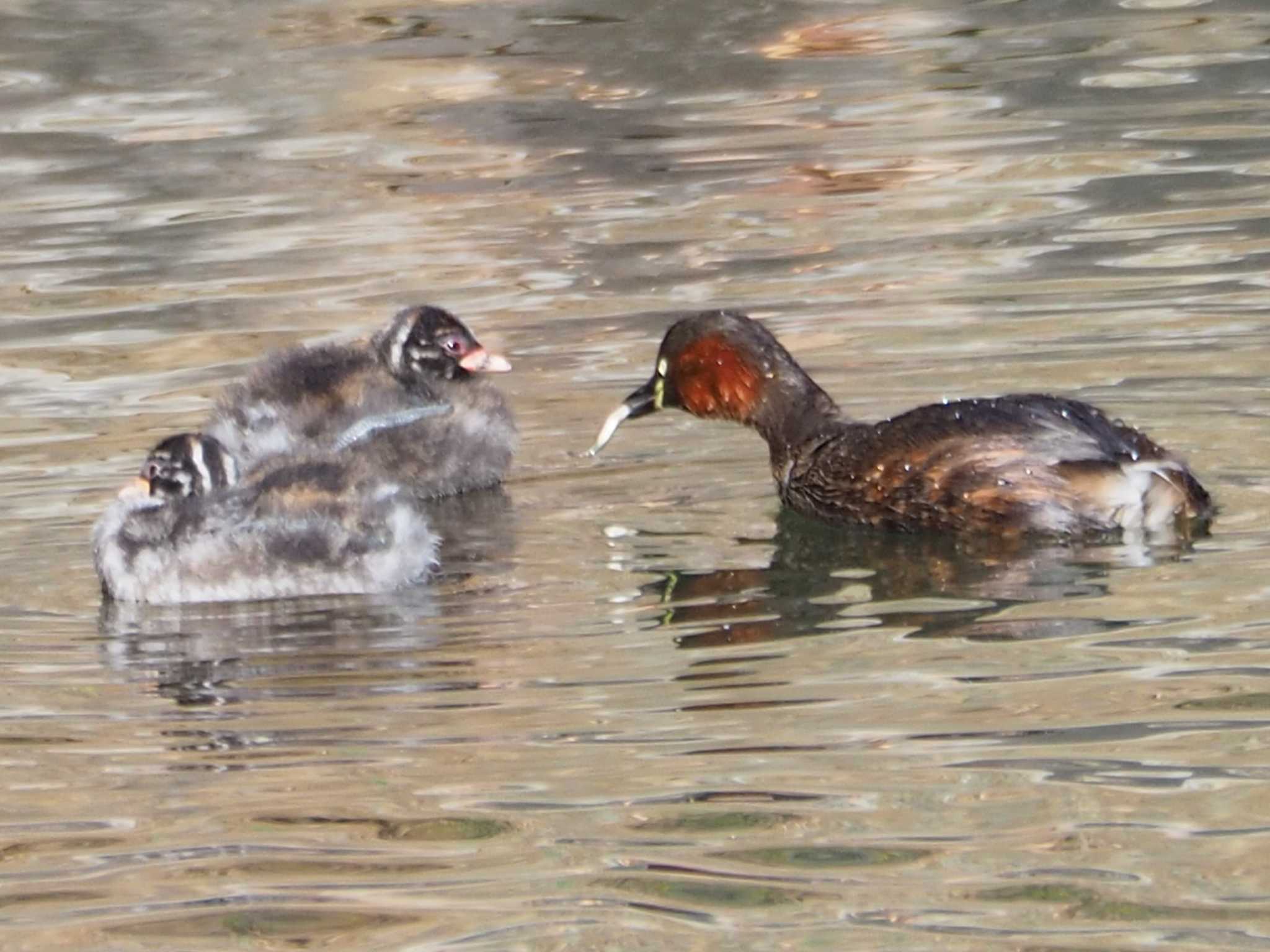 Photo of Little Grebe at Machida Yakushiike Park by まめカメラ