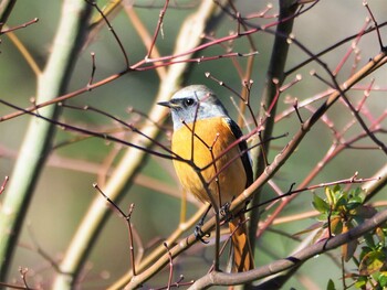 Daurian Redstart Machida Yakushiike Park Sun, 12/26/2021