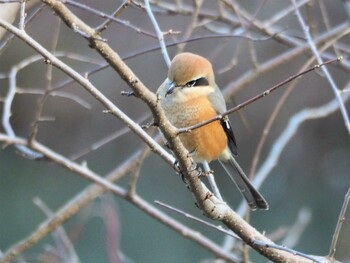 Bull-headed Shrike 長池公園 Sun, 12/26/2021