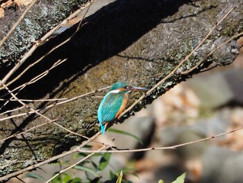 Common Kingfisher 片倉城跡公園 Sun, 12/26/2021