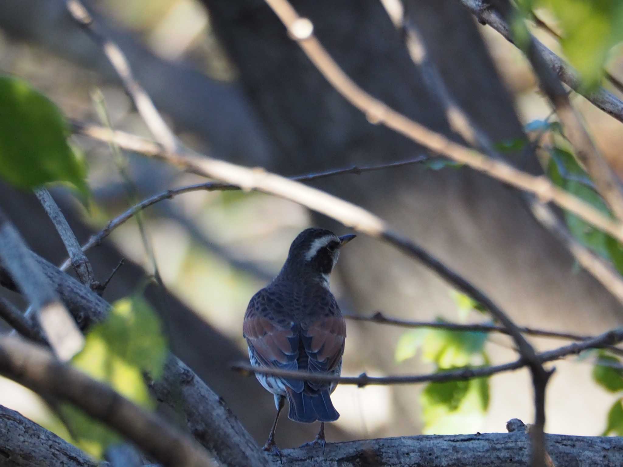 Photo of Dusky Thrush at 片倉城跡公園 by まめカメラ