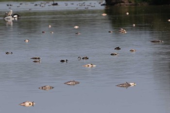 Pacific Black Duck Pitt Town Lagoon Sat, 2/11/2017