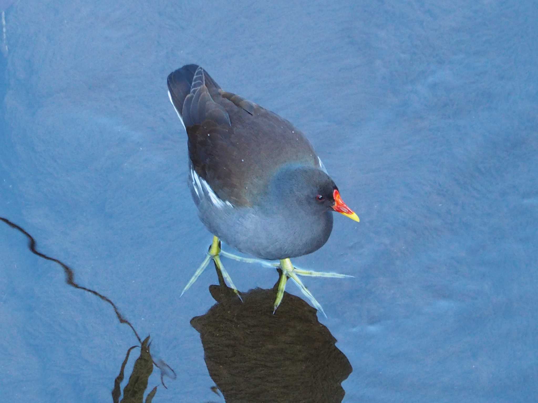 Photo of Common Moorhen at 片倉城跡公園 by まめカメラ