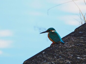 Common Kingfisher 片倉城跡公園 Sun, 12/26/2021