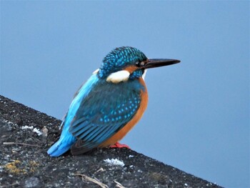 Common Kingfisher 片倉城跡公園 Sun, 12/26/2021