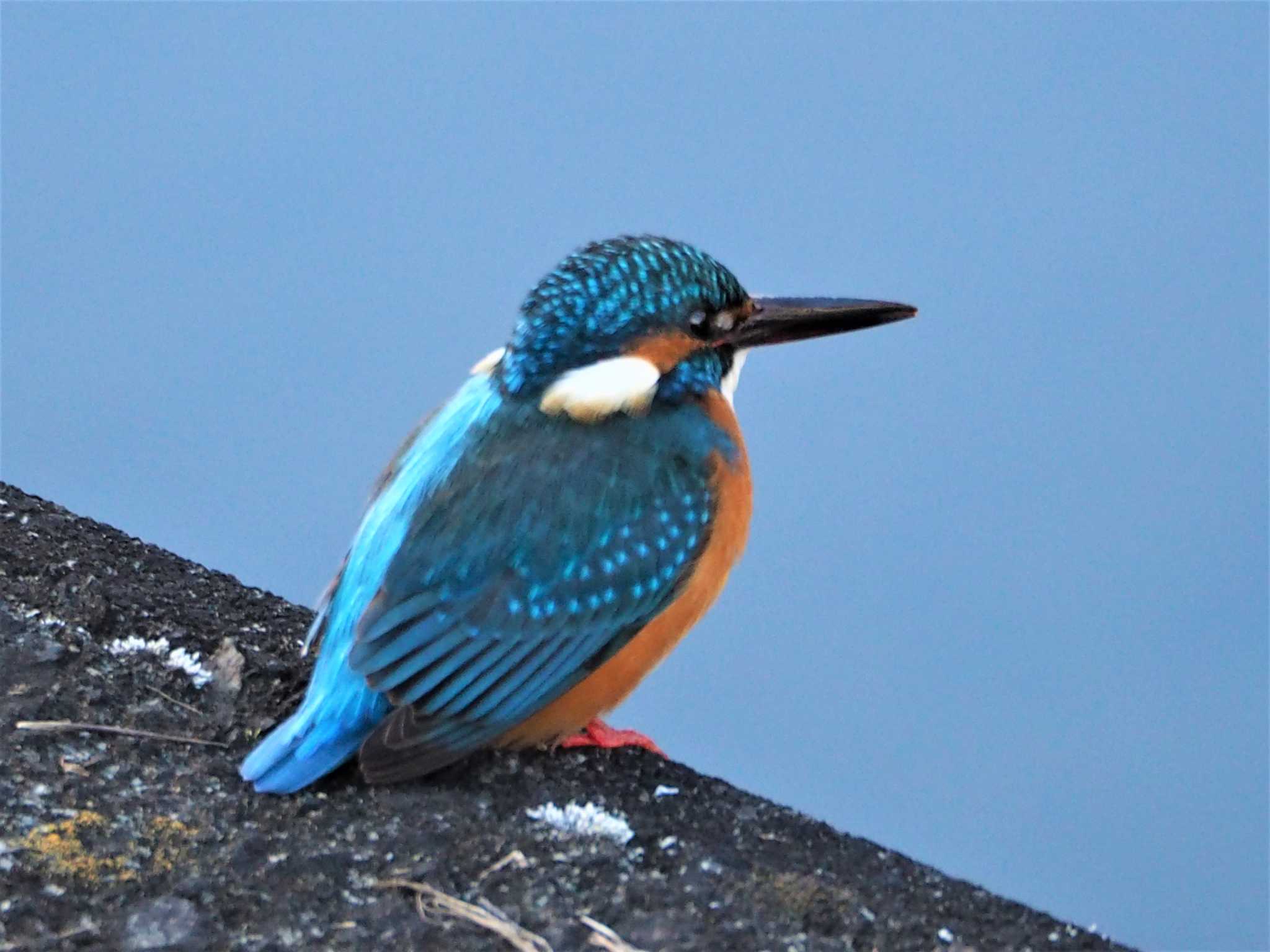 Photo of Common Kingfisher at 片倉城跡公園 by まめカメラ