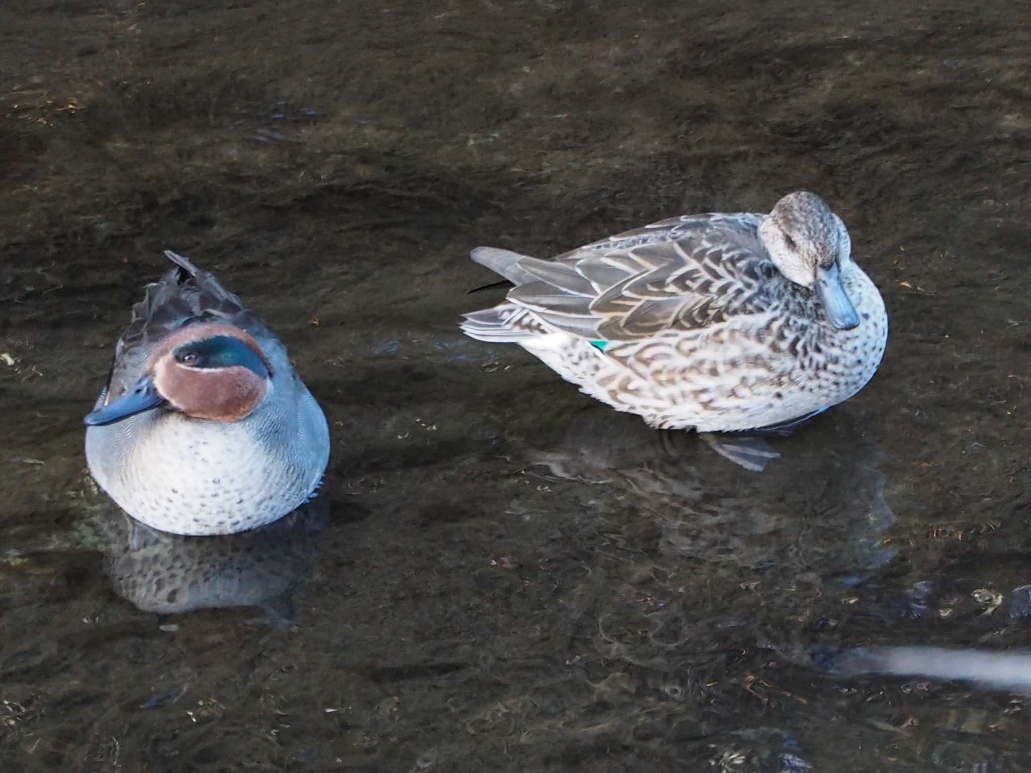 Photo of Eurasian Teal at 片倉城跡公園 by まめカメラ