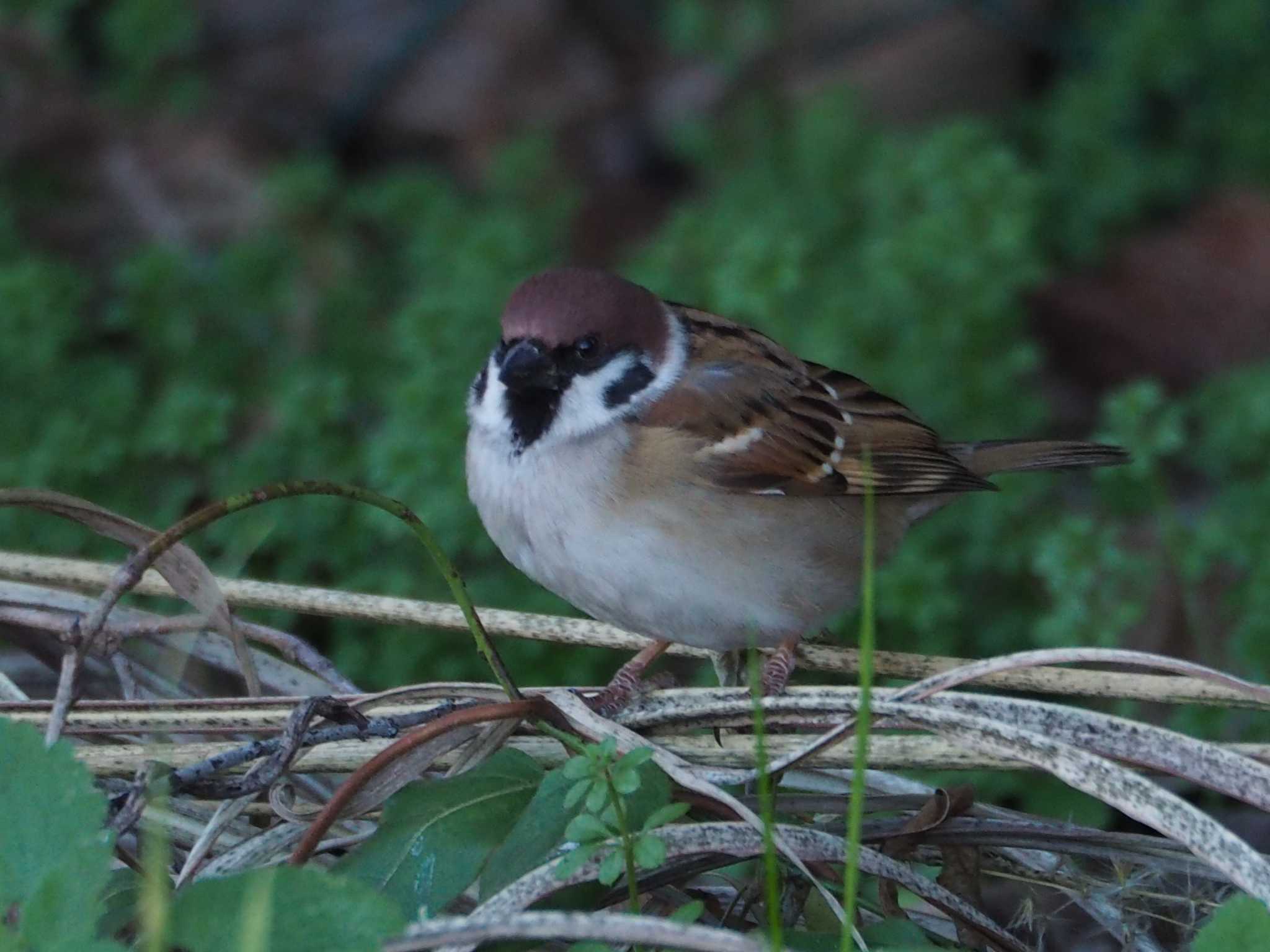 Photo of Eurasian Tree Sparrow at 片倉城跡公園 by まめカメラ