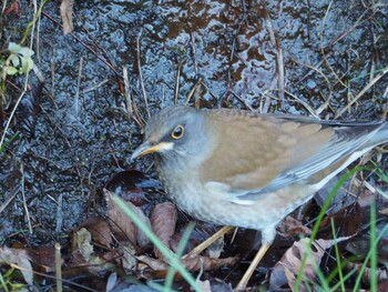 Pale Thrush 片倉城跡公園 Sun, 12/26/2021