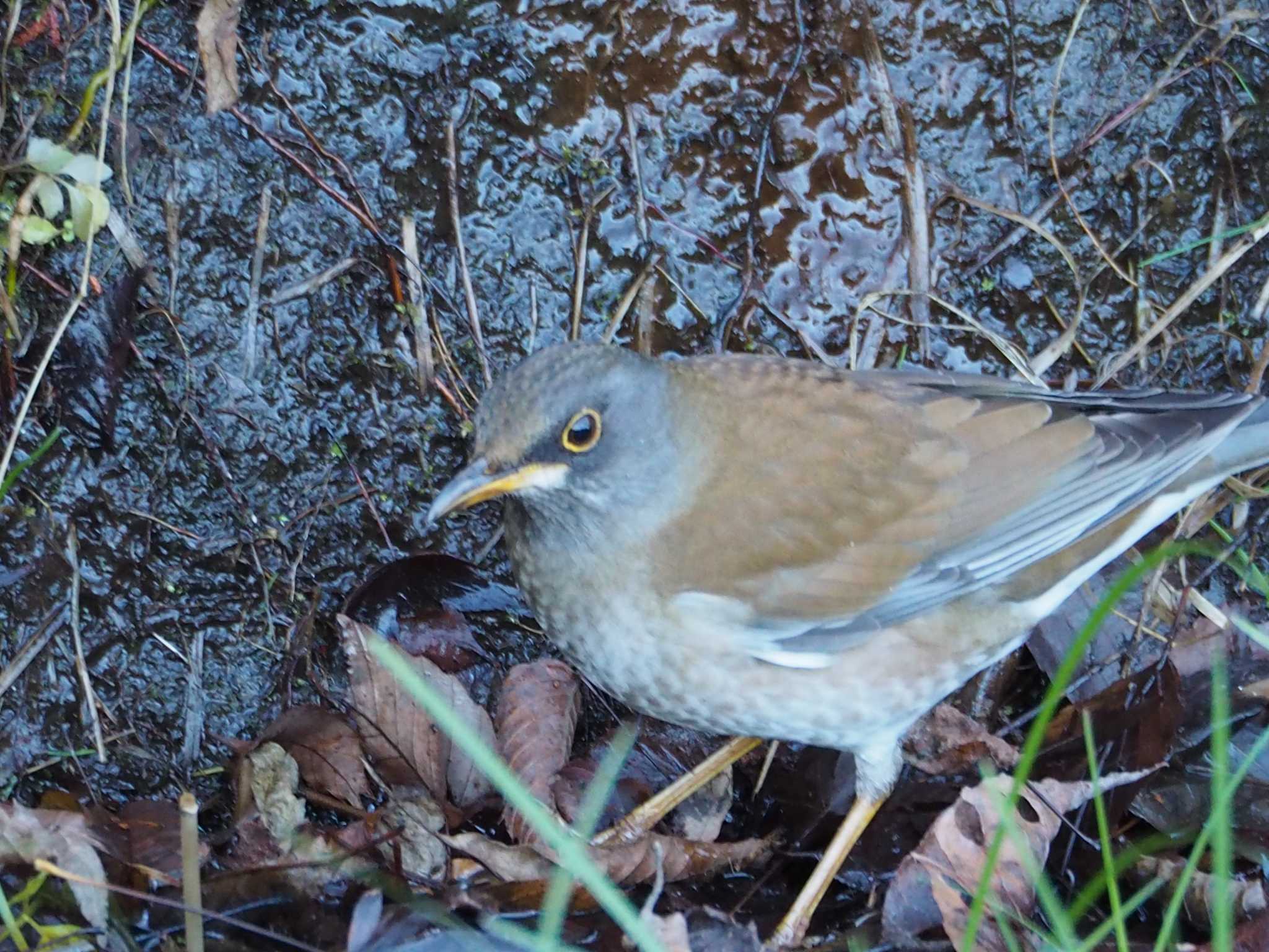 Photo of Pale Thrush at 片倉城跡公園 by まめカメラ