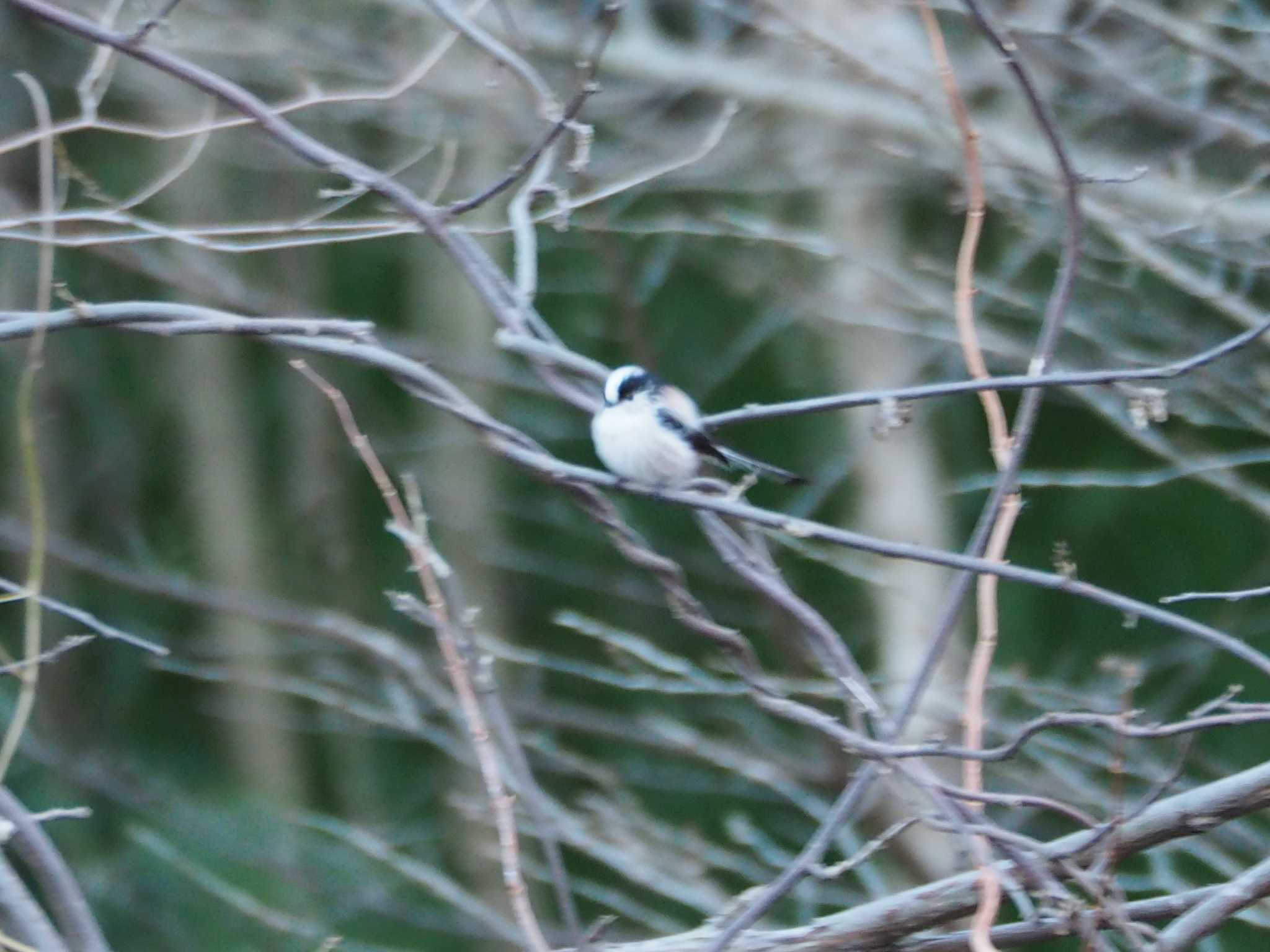 Photo of Long-tailed Tit at 片倉城跡公園 by まめカメラ