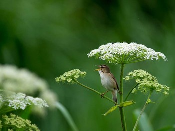 Black-browed Reed Warbler 熊本県 阿蘇市 Sun, 6/23/2013