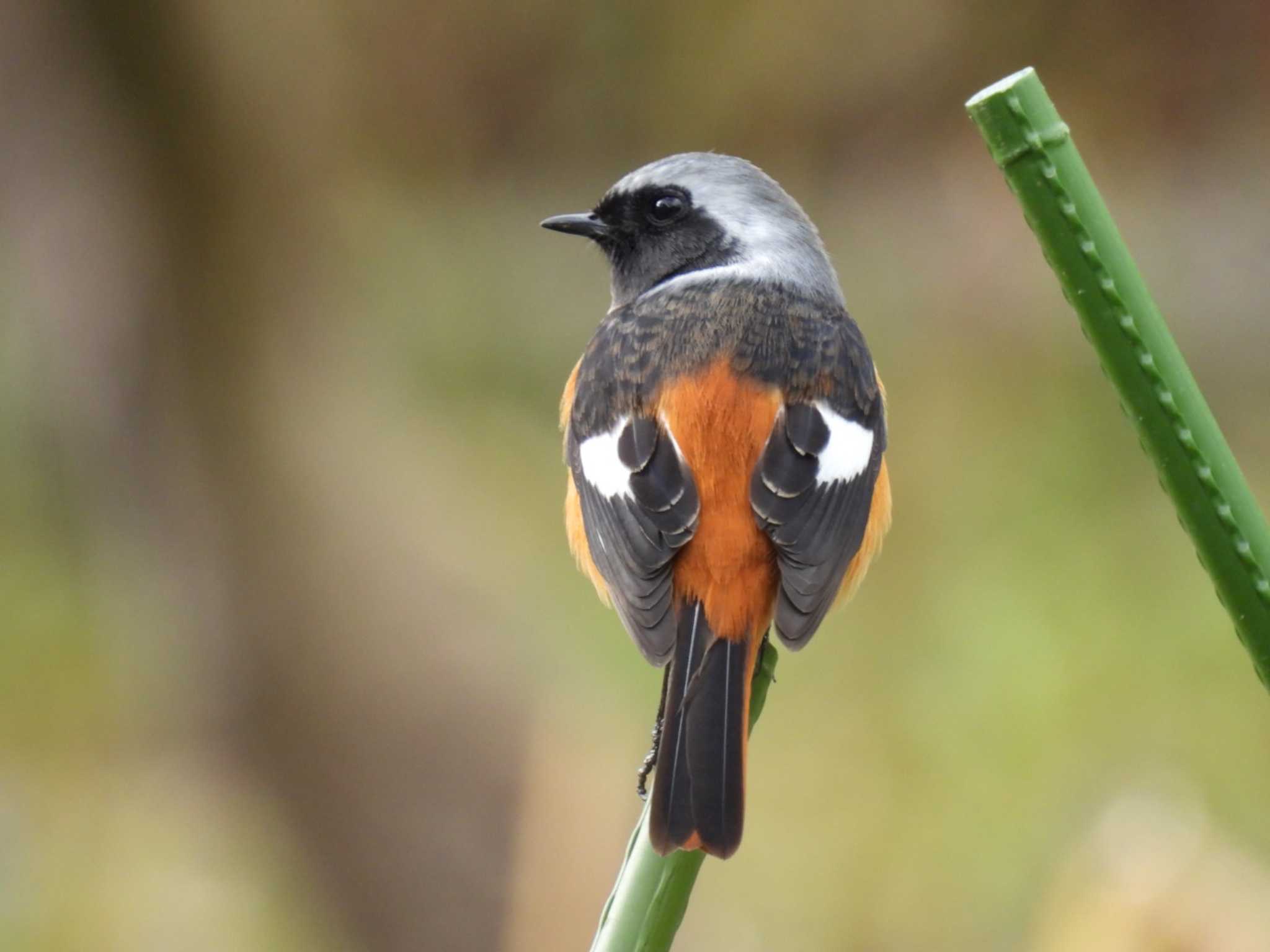 Photo of Daurian Redstart at 実家 by カズー