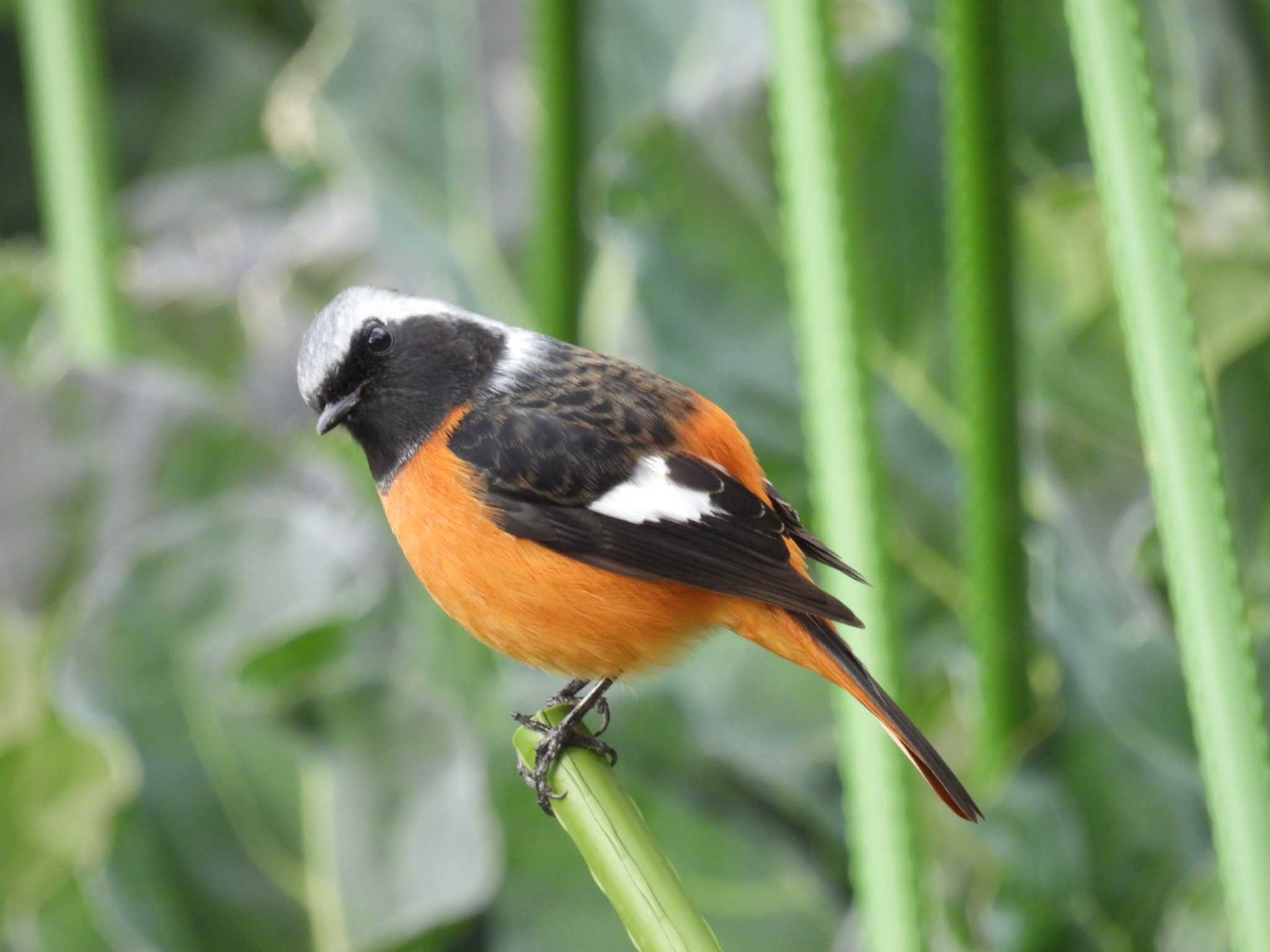 Photo of Daurian Redstart at 実家 by カズー