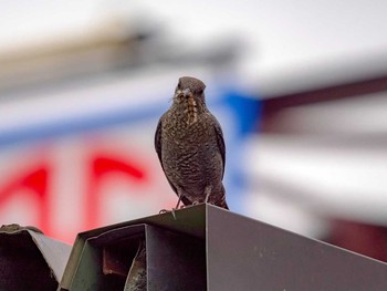 Blue Rock Thrush 宮城県仙台市・梅田川 Sat, 5/27/2017