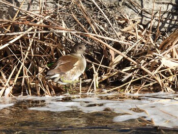 Common Moorhen 奥林匹克森林公園(北京) Sun, 12/26/2021