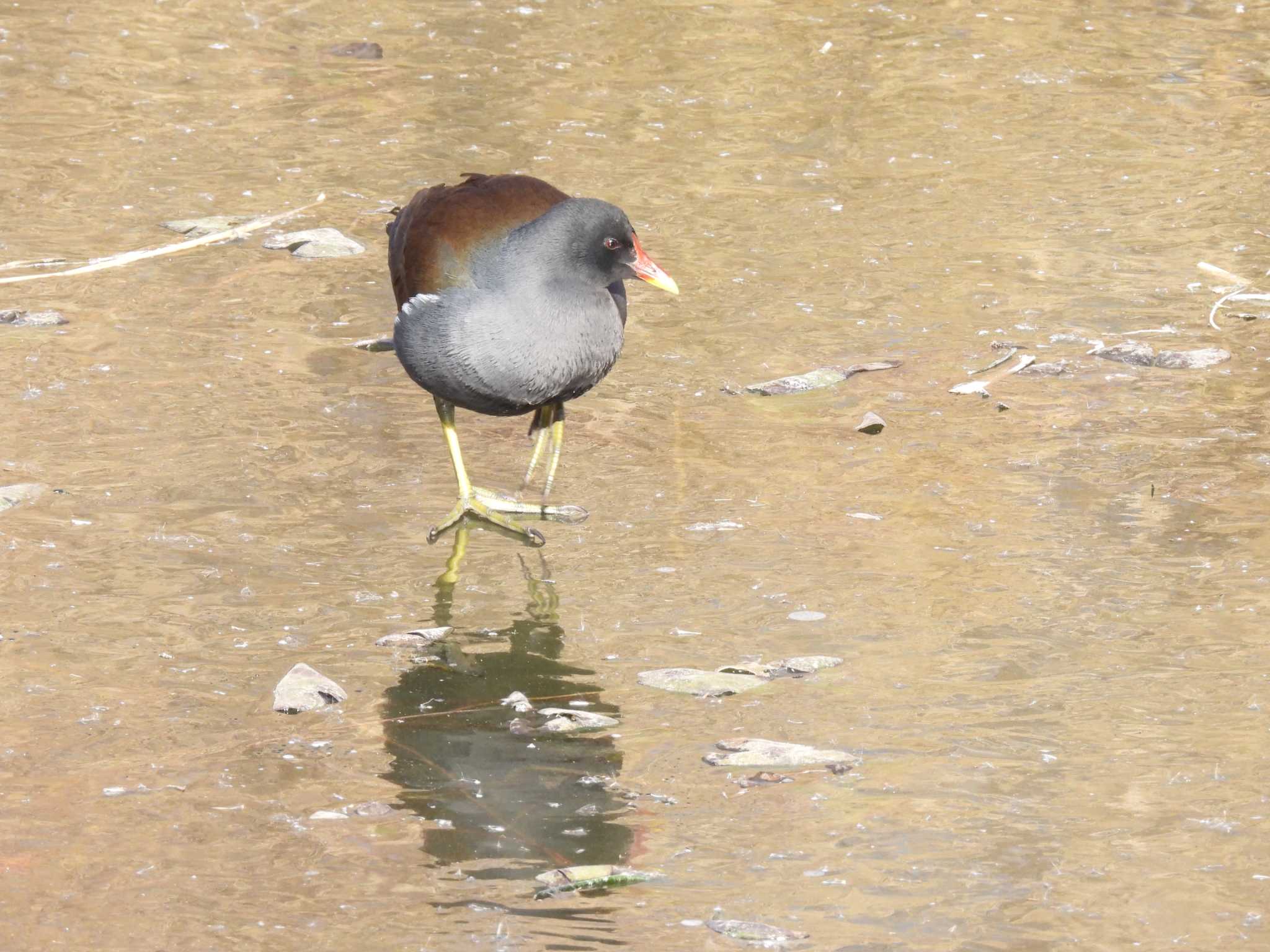 Common Moorhen