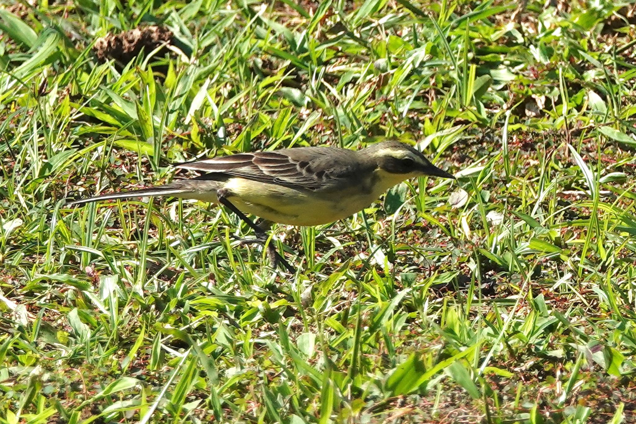 Eastern Yellow Wagtail