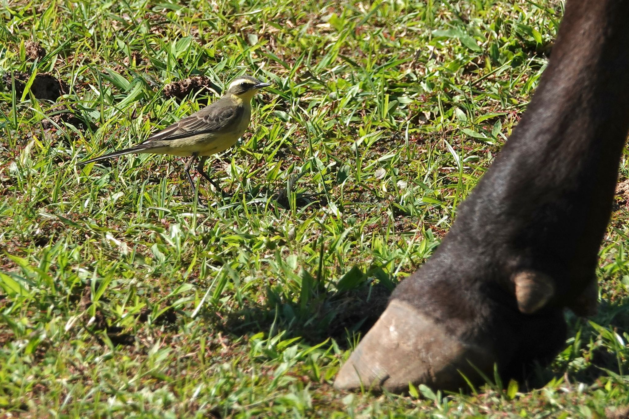 Eastern Yellow Wagtail