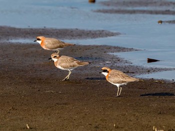 Siberian Sand Plover 蒲生干潟(仙台市) Sun, 5/28/2017