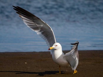 Black-tailed Gull 蒲生干潟(仙台市) Sun, 5/28/2017