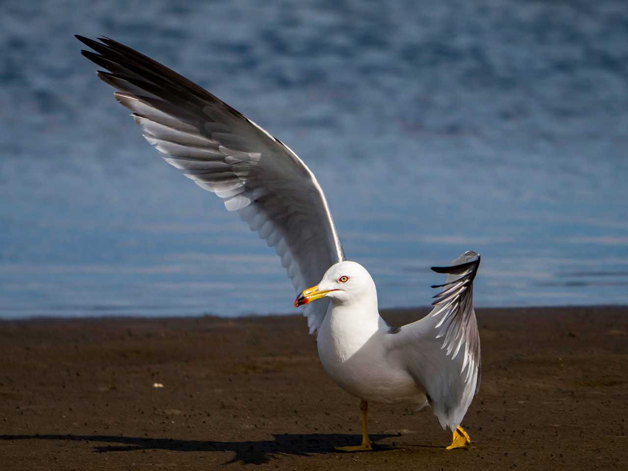 Black-tailed Gull