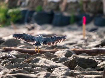 Striated Heron 蒲生干潟(仙台市) Sun, 5/28/2017