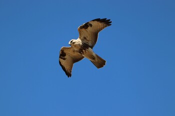 Eastern Buzzard 浮島ヶ原自然公園 Sun, 12/26/2021