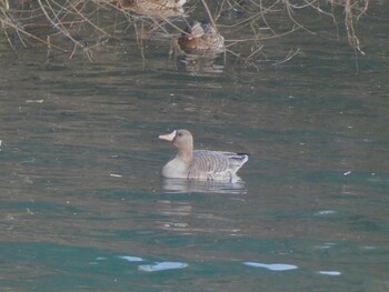 Greater White-fronted Goose 浮島ヶ原自然公園 Sun, 12/26/2021