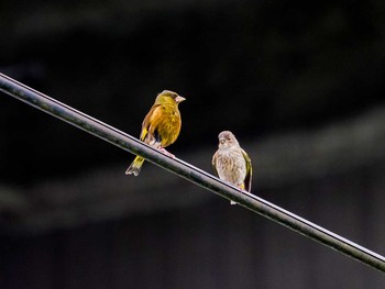 Grey-capped Greenfinch 宮城県仙台市・梅田川 Sat, 5/27/2017