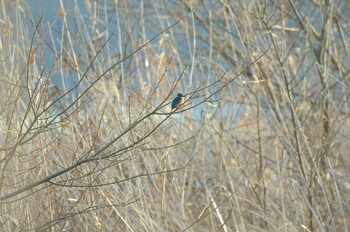 カワセミ 手賀沼 2021年12月25日(土)