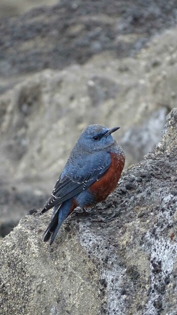 Blue Rock Thrush 城ヶ島公園 Sun, 12/26/2021