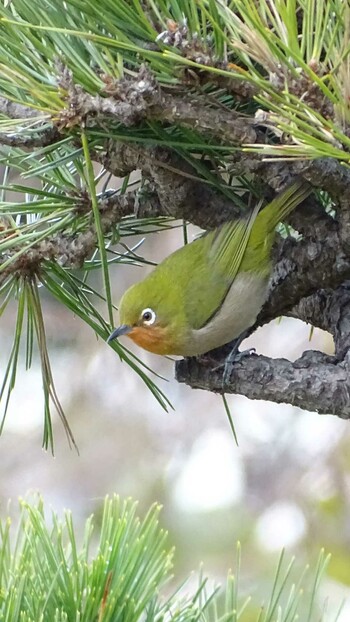 Warbling White-eye 城ヶ島公園 Sun, 12/26/2021