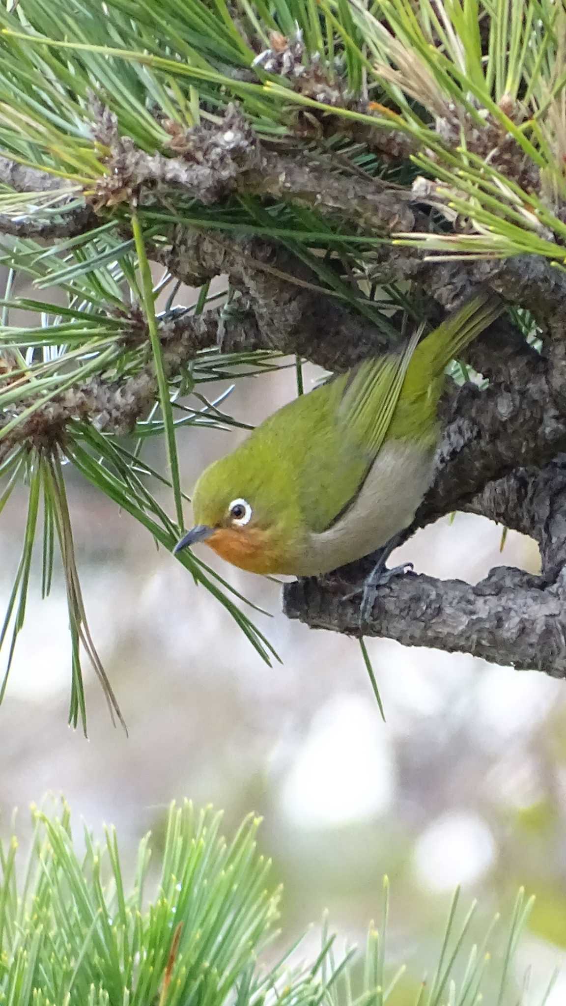 Photo of Warbling White-eye at 城ヶ島公園 by poppo