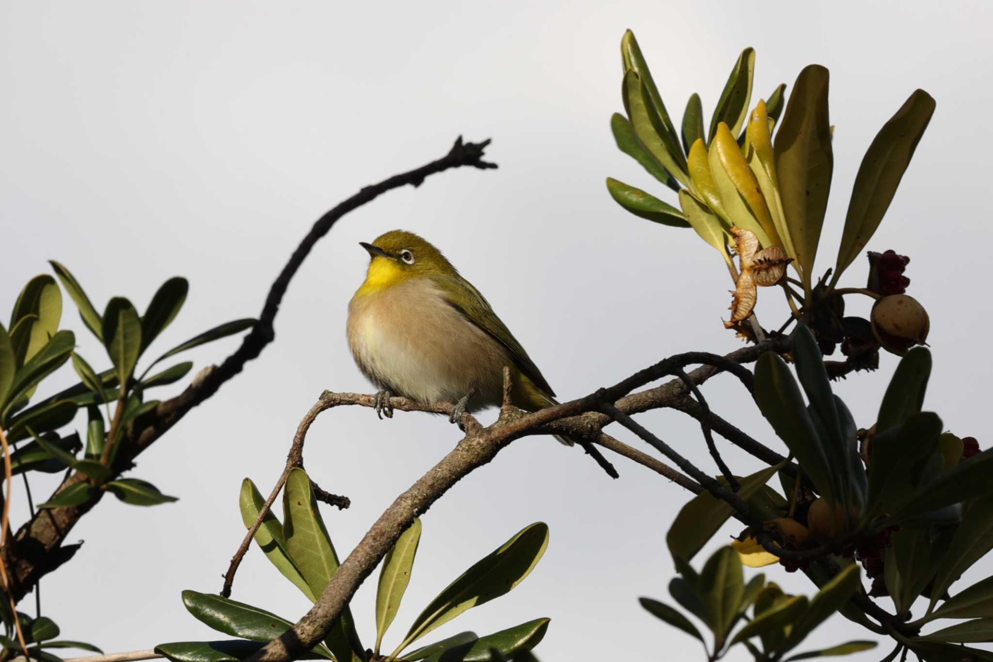 Photo of Warbling White-eye at Osaka Nanko Bird Sanctuary by トビトチヌ