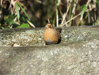 2021年12月26日(日) 小宮公園(八王子)の野鳥観察記録