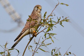 2021年11月29日(月) 多摩川二ヶ領上河原堰の野鳥観察記録